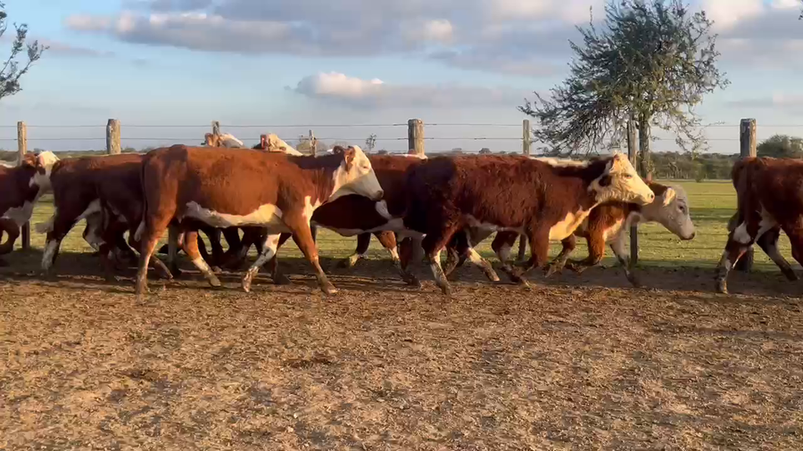 Lote 32 Vaquillonas preñadas en Corrientes, Curuzú-Cuatiá