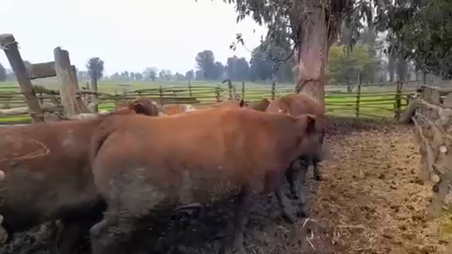 Lote 45 Novillo Gordo en Talca, VII  Región Maule