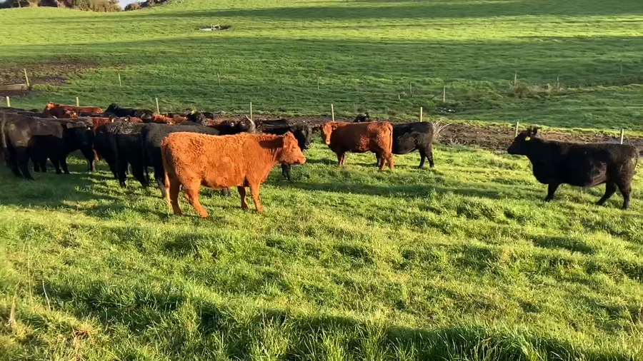 Lote 27 Vaquilla Preñada en Puerto Varas, X Región Los Lagos