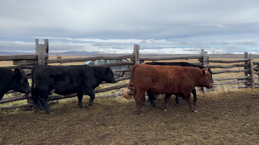 Lote 50 Novillo Engorda en Coyhaique, XI Región Aysén