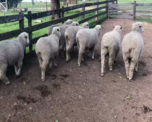 Lote 8 Borregas en Melo, Cerro Largo