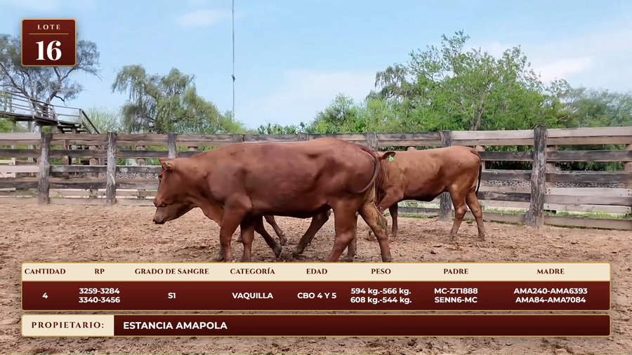Lote LOTE 16