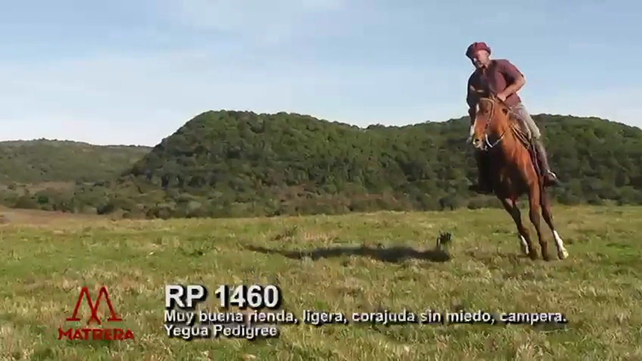 Lote MATRE PEPPY GANADORA