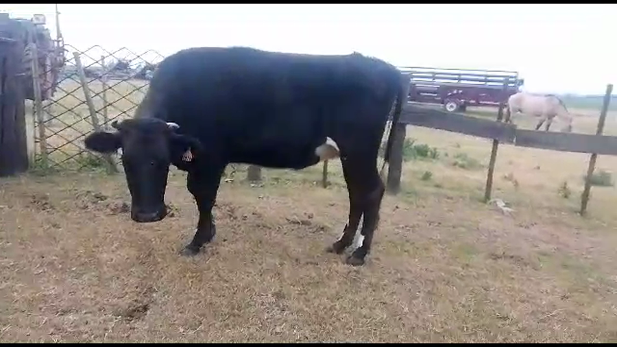 Lote 1 vaquillonas proxima