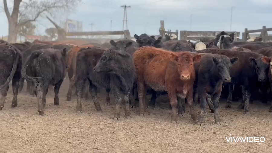 Lote 64 Terneros/as en Tordillo, Buenos Aires