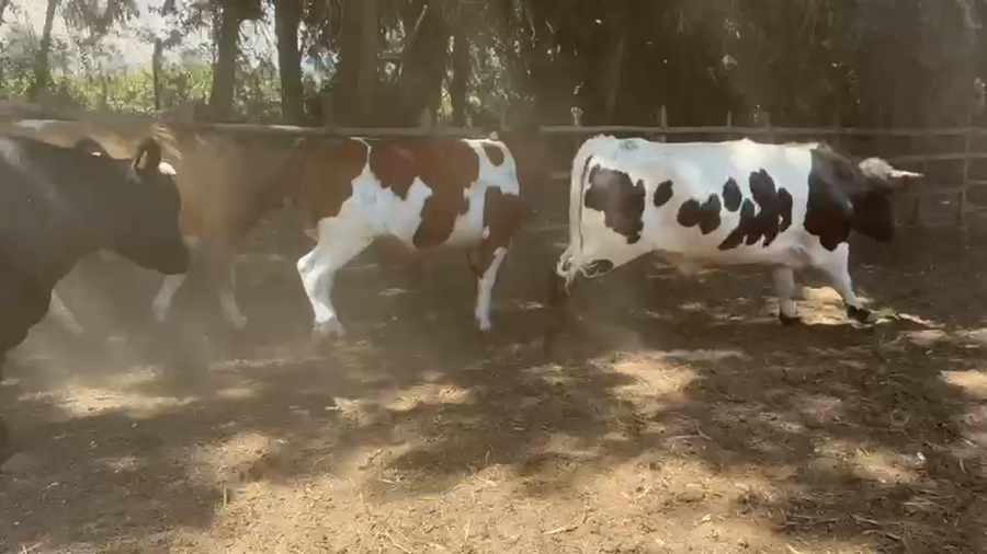 Lote 45 Novillo Gordo en Paine, Región Metropolitana