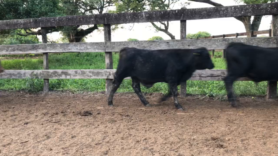 Lote 90 Terneros en Pto. Eva Perón, Chaco