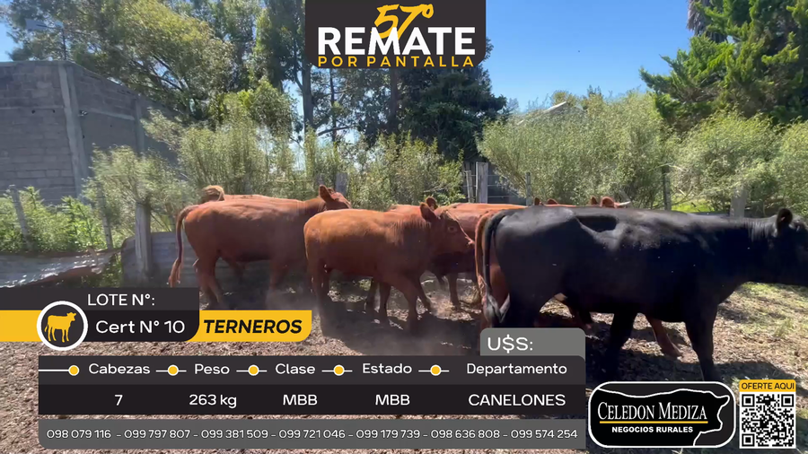 Lote 7 Terneros en Paso de Bote, Canelones