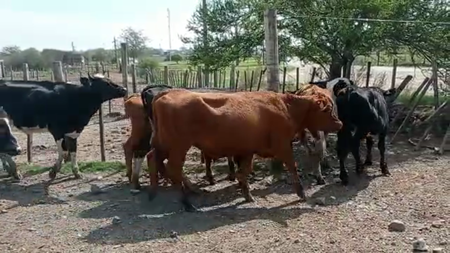 Lote 52 Novillos Holando y Cruzas a remate en Pantalla Camy, San José