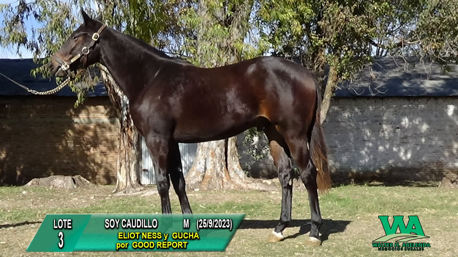 Lote SOY CAUDILLO