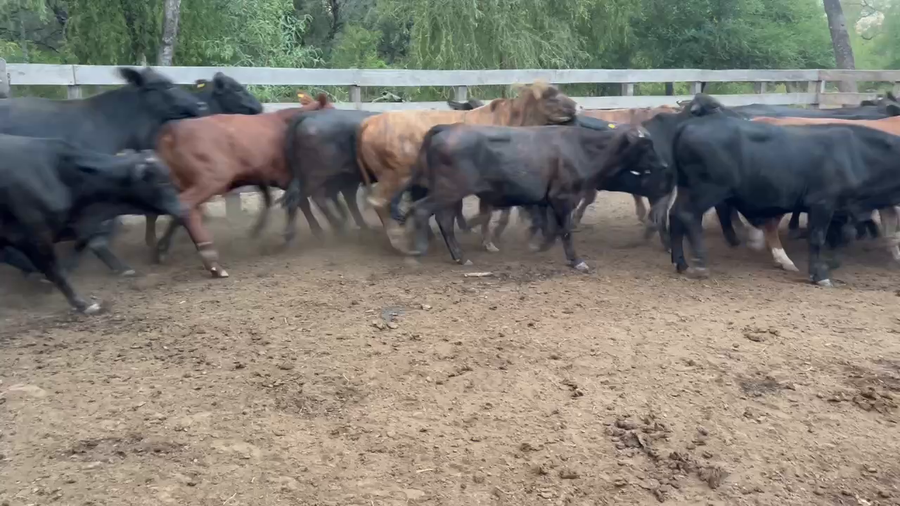 Lote 50 Novillos en Juan José Castelli, Chaco