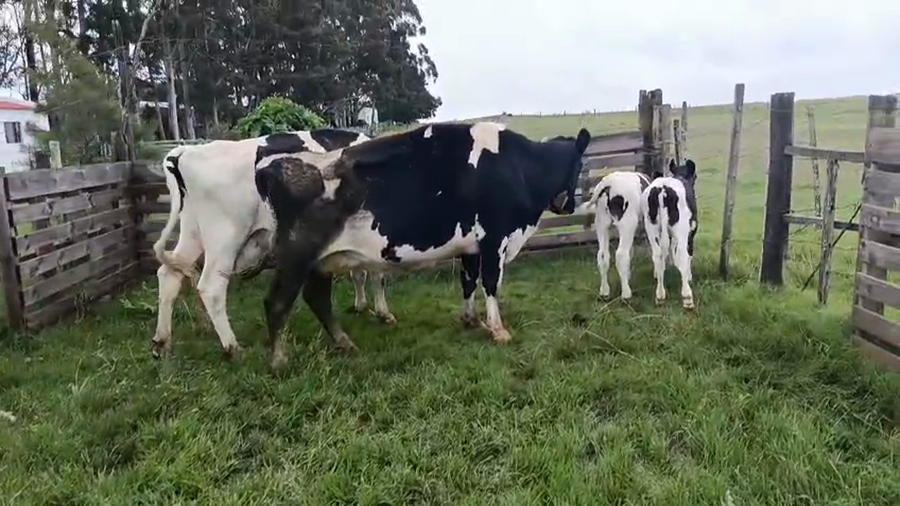 Lote 4 Piezas de cría a remate en Pantalla Camy, San José