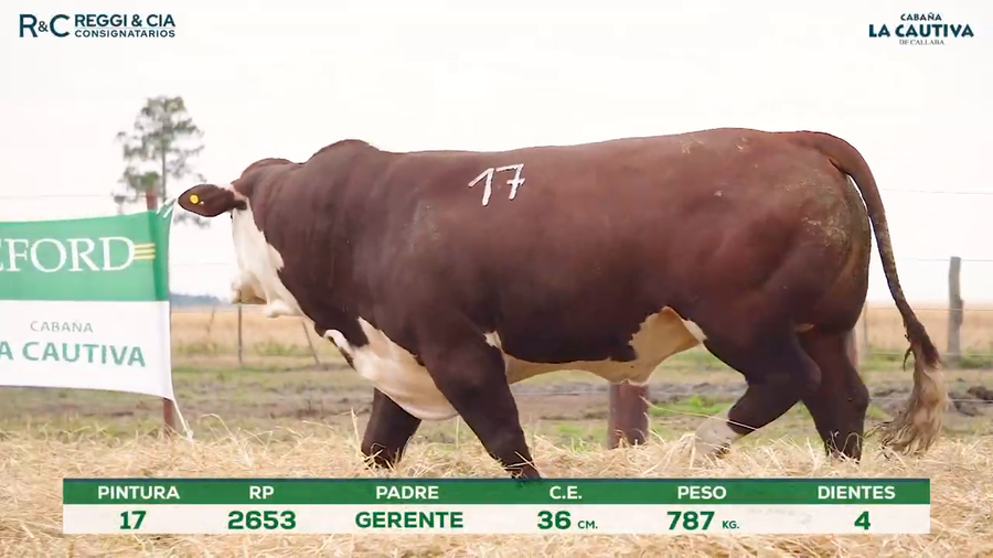 Lote Toros Braford controlados