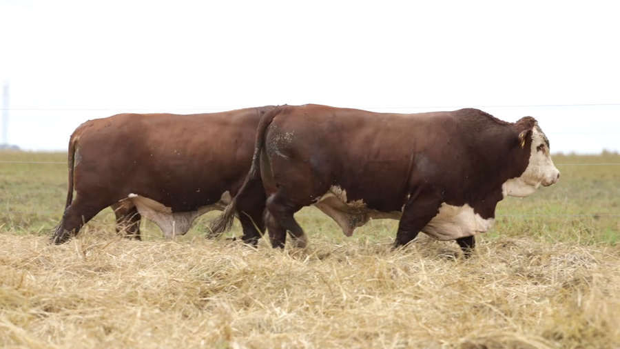 Lote Toros