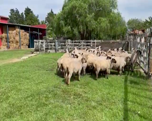 Lote 41 Corderas Hampshire Down a remate en 8vo. Evento  HAMPSHIRE DOWN 45kg -  en Mariscala