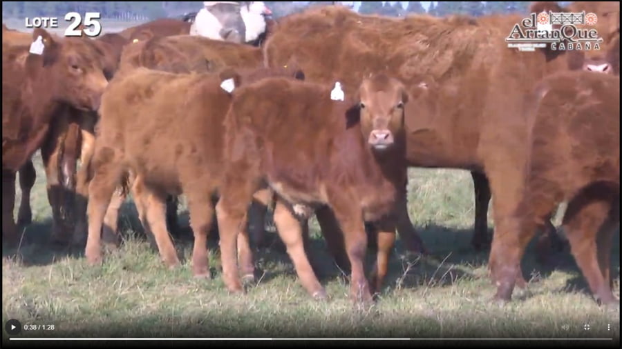 Lote 10 Vacas Angus Coloradas Paridas y Con Servicio - Santa Anita, Entre Rios
