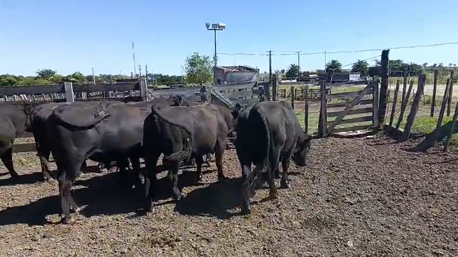 Lote 6 Toros a remate en Ultima pantalla del año - Escritorio Camy 500kg - , San José