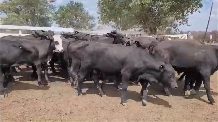 Lote 100 Terneros en Chaco, Makallé