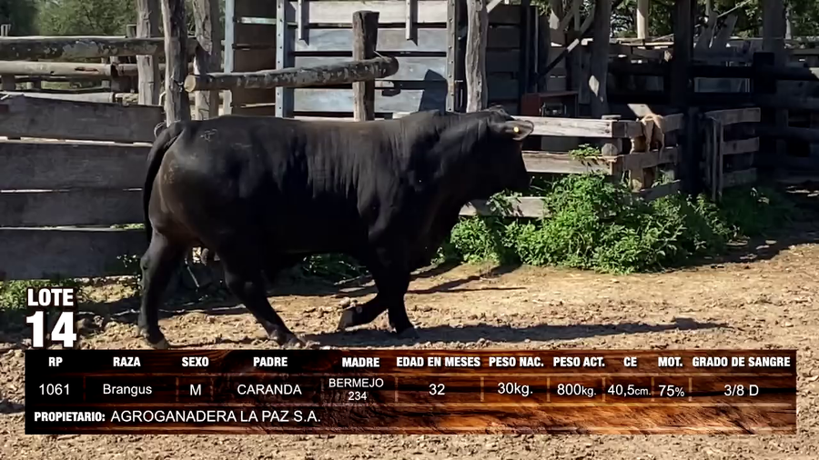 Lote Brangus