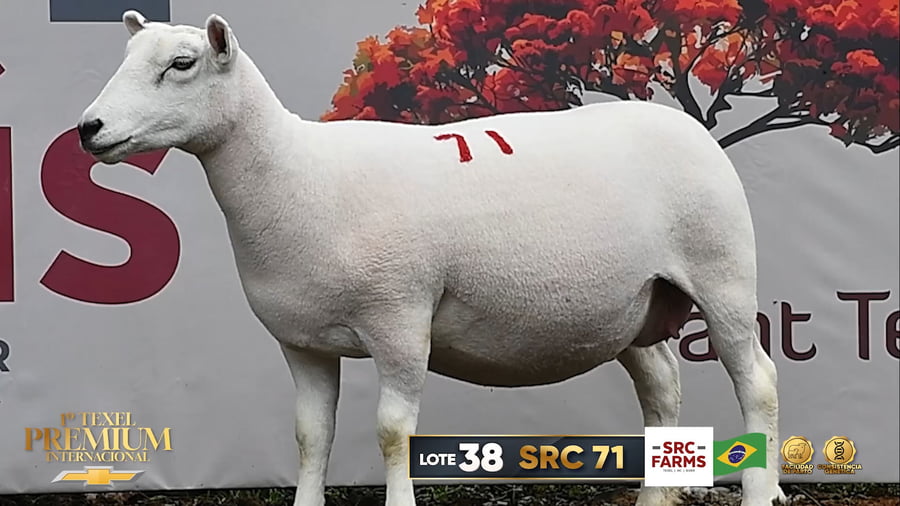 Lote Borregas a remate en 1º Texel Premium Internacional, Brasil