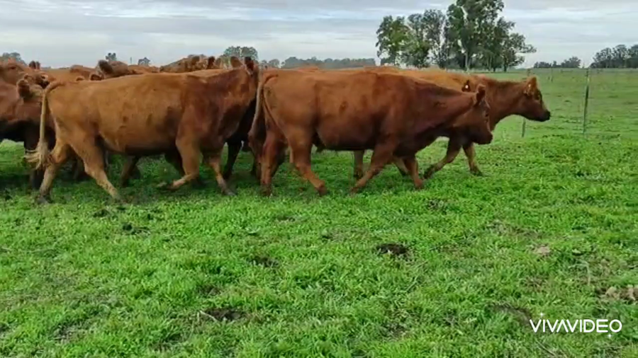 Lote 24 Vacas C/ gtia de preñez en Chascomús, Buenos Aires