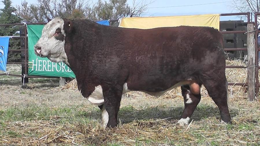Lote TORO HEREFORD PP