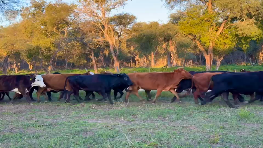 Lote 35 Vacas de invernar