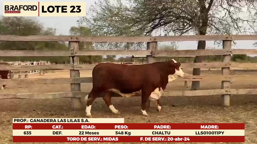 Imagen 1 del Lote Lote LOTE 23-HEMBRAS DE CAMPO