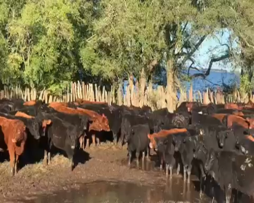 Lote 75 Terneros/as en Chascomús, Buenos Aires