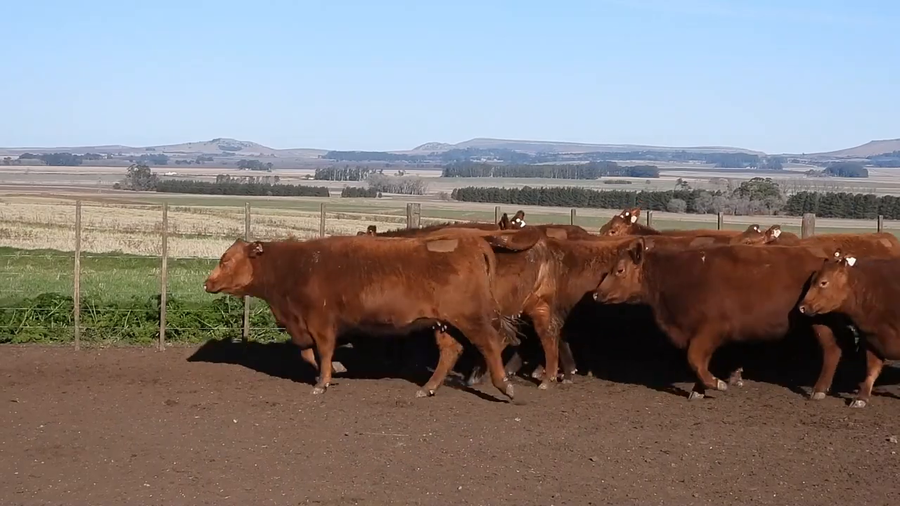 Lote NUMAEL S.A. Vaquillonas PC