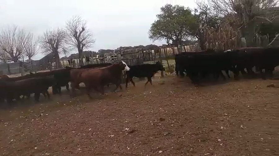Lote 40 Terneros y 30 Hembras Cruzas Británicas en Helvecia, Santa Fe