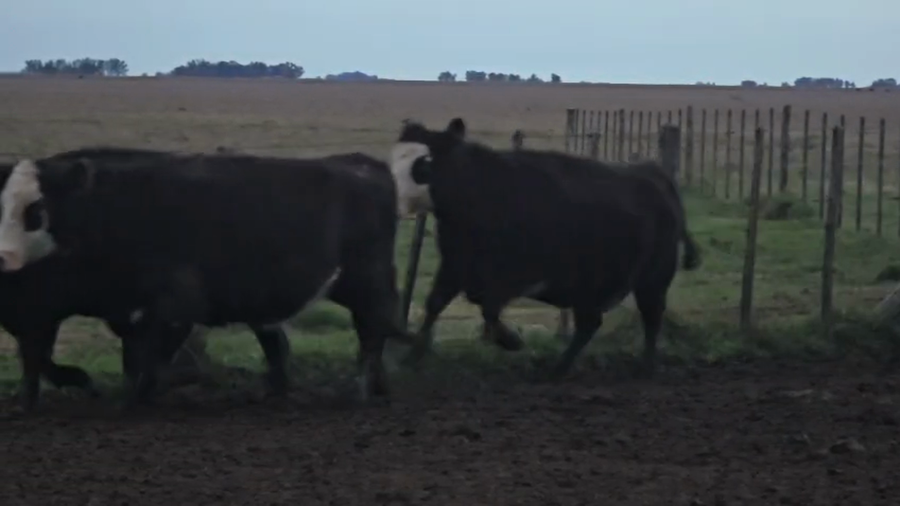Lote 16 Vacas usadas preñadas