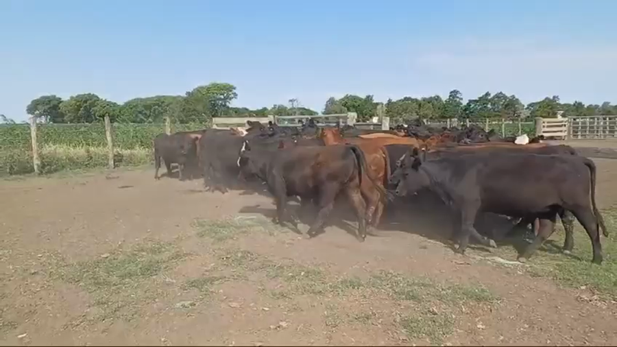 Lote 50 Vaquillonas de invernada