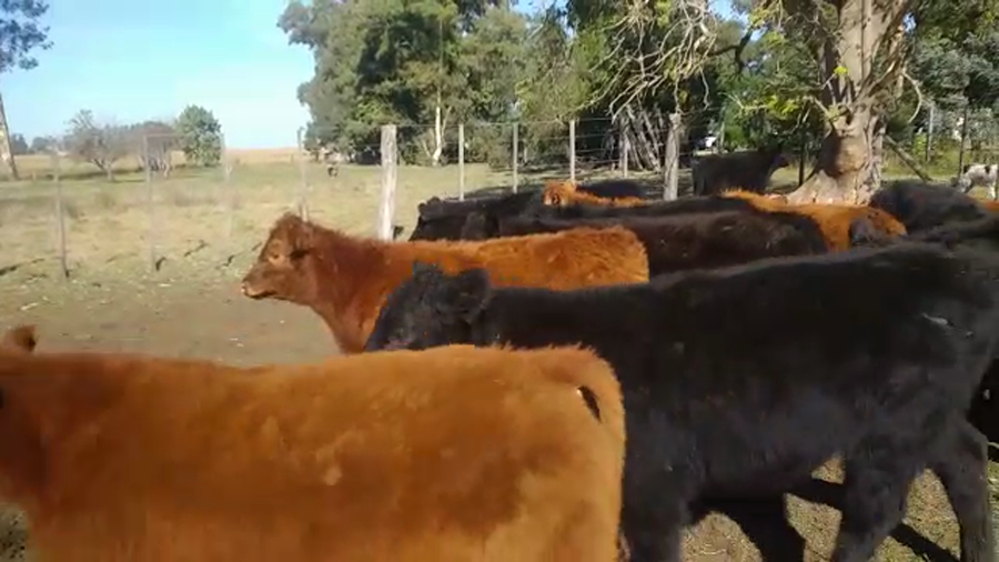 Lote 20 Terneros en Pirovano, Buenos Aires