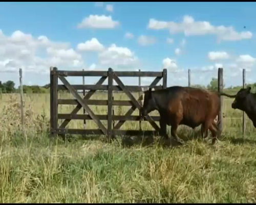 Lote 10 Terneros/as en Lobos, Buenos Aires