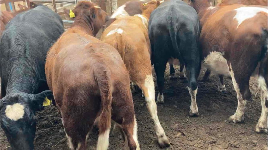 Lote 15 Vaquilla Gorda en Región Metropolitana, María Pinto