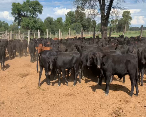 Lote 90 Terneros en Juan José Castelli, Chaco
