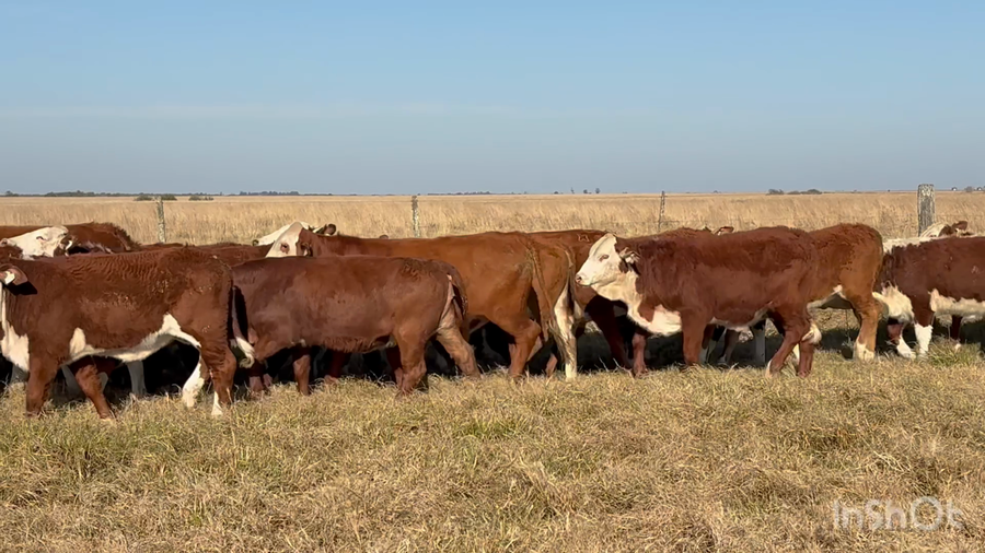 Lote 100 Terneras y vaquillas en Corrientes, Chavarría