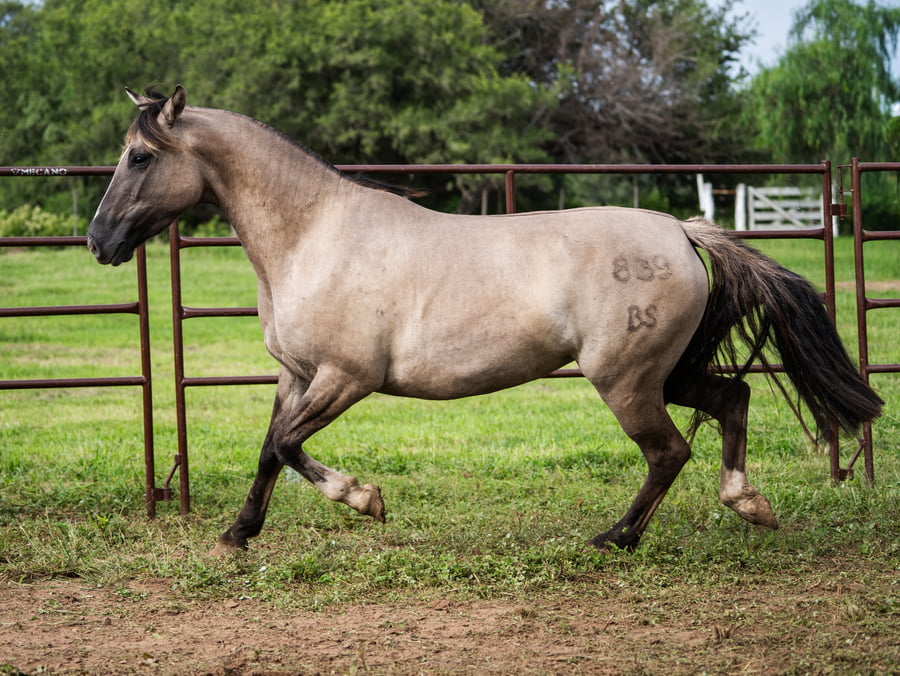 Lote SIRIGOTE ESCOBA E PAJA