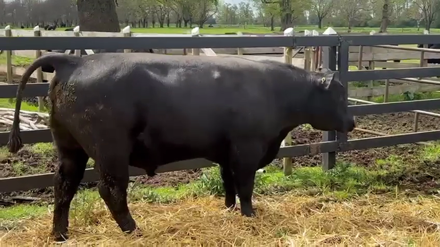 Lote 1 Toro