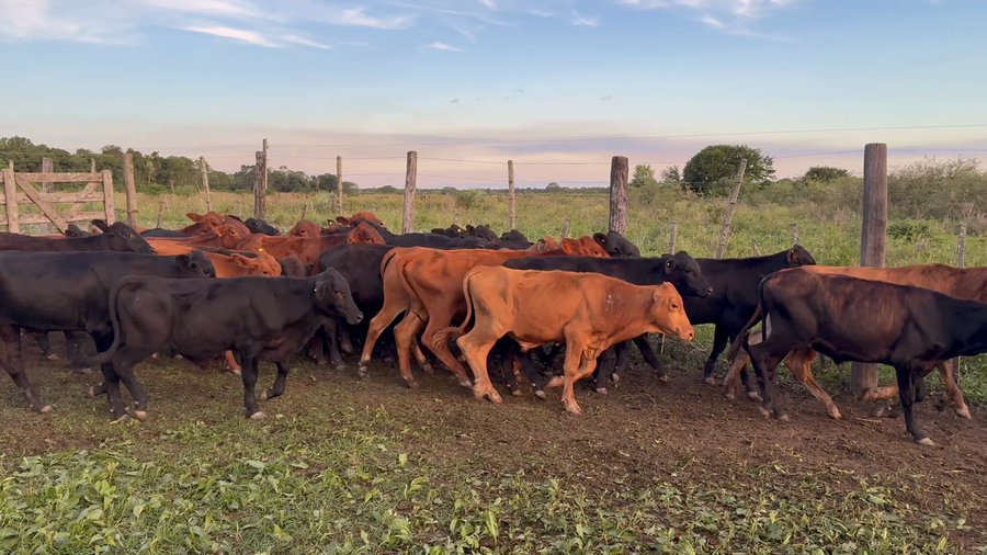 Lote 42 Terneros en Chaco, Pampa Almirón