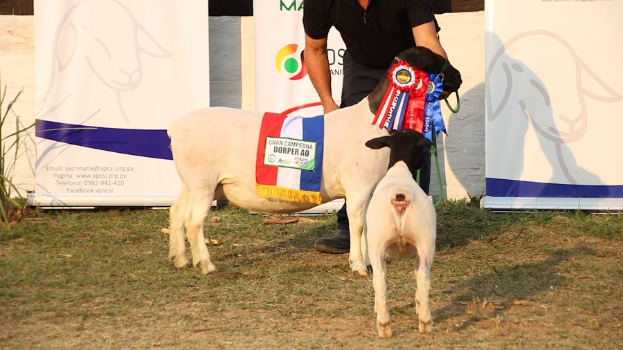 Lote Lote 36 - Ovinos