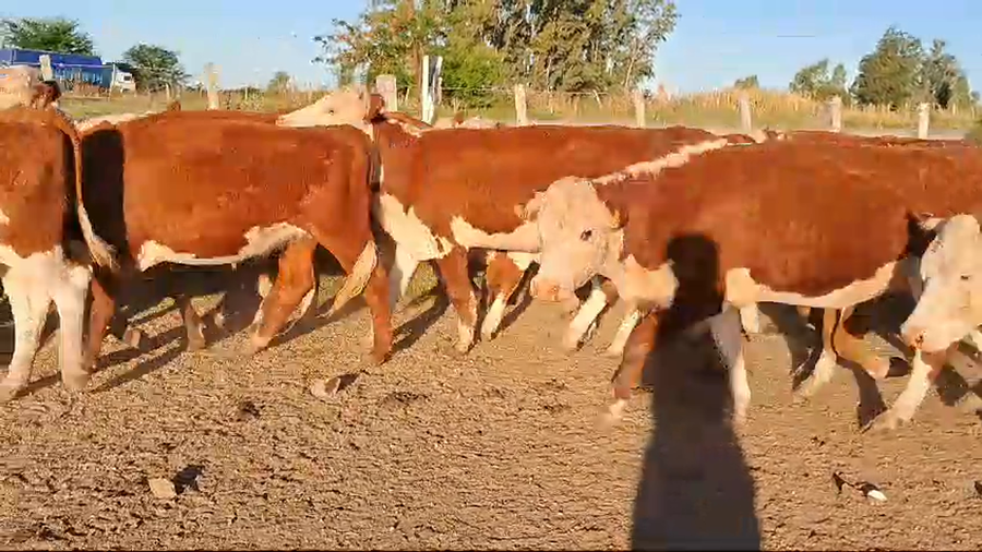 Lote 33 Vaquillonas  Hereford a remate en Pantalla Camy en Ruta 2 Km 122