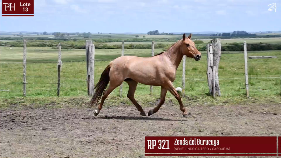 Lote ZENDA DEL BURUCUYA