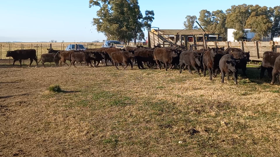 Lote 42 Terneras en arboledas, Buenos Aires