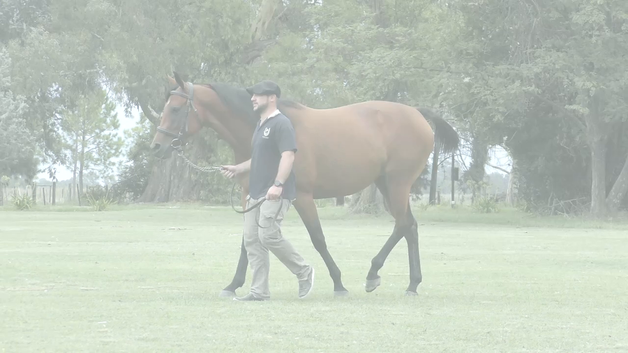 Lote LABEEBA (LIZARD ISLAND - AREEJ)  Preñez por STORM EMBRUJADO
