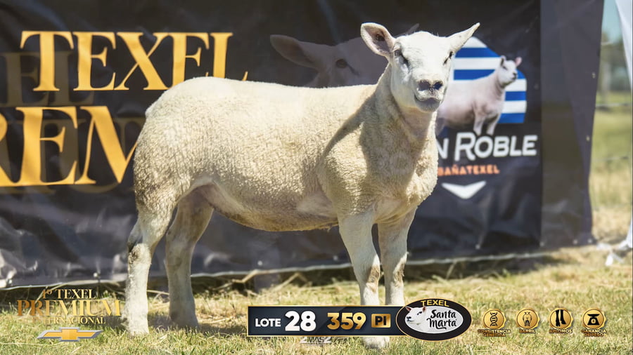 Lote Corderas a remate en 1º Texel Premium Internacional, Canelones