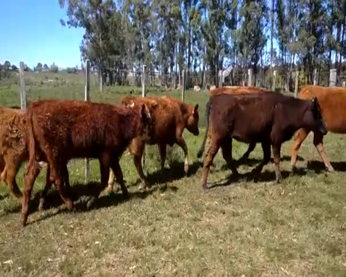 Lote 25 Terneras en Paysandú, Piedras Coloradas