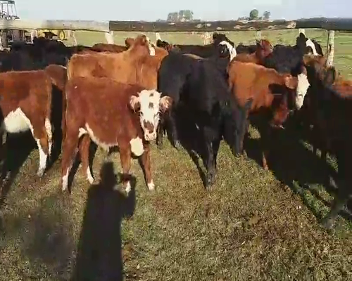 Lote 115 Terneros/as en Villaguay, Entre Ríos