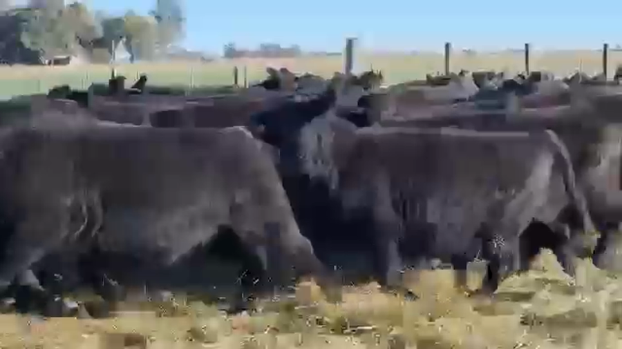 Lote 115 Terneras en Dolores, Buenos Aires